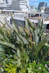 なんばパークスストレリチア